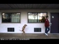 "Un perro llamado Fe". Shalom† "Un perro llamado Fe". Shalom†