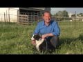 Nebraska Working Dog Ranch default Nebraska Working Dog Ranch