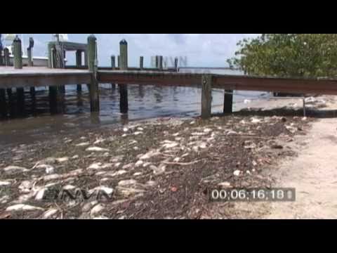 6/18/2005 Red Tide Fish Kill 16x9 Footage - Sarasota Bay Florida