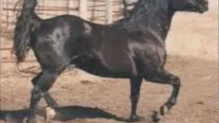Watch Robert Earl Keen Black Baldy Stallion video