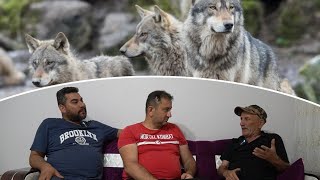 Kurt Kocaman Köpeği̇ Tek Hamlede Ürdü 15 Tene Kurt Saydim - Yaşanmiş Olaylar Kangal Ve Kurt