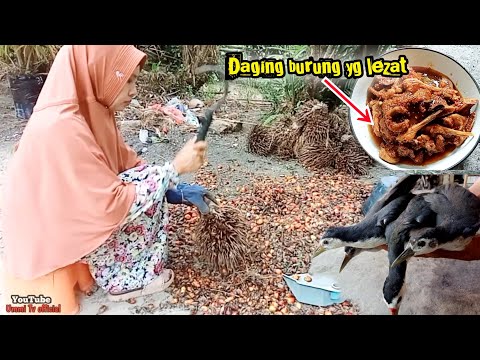 Aktivitas Pagi || Memasak Burung Rawa || Menu Istimewa yang Tiada Duanya