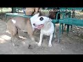 dog mating video