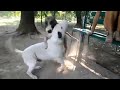 dog mating video