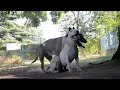 dog mating video