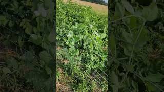 Snow Peas And Sugar Snap Peas