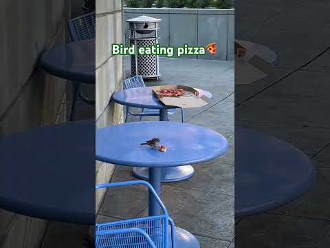 Bird eating pizza at union square