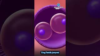 Ayollarning Uruglanish Jarayoni