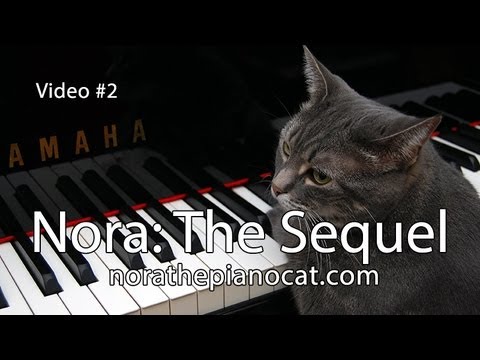 Nora The Piano Cat: The Sequel - Better than the original!