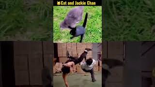 Cat and Jackie Chan's kung fu, who is the strongest?