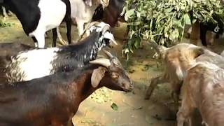 दसैंका लागि स्वास्थ्य परीक्षण गरिएका खसीबोका र च्याङ्ग्रा मात्रै किन्नुहोस् - HEALTH NEWS