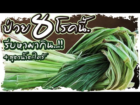 ป่วย8โรค!! รีบกินตะไคร้ ยาชั้นดีจากธรรมชาติ บำรุงไต+สูตรทำน้ำตะไคร้ | Nava DIY