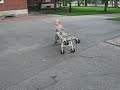 When push comes to shove: Timmy at Harvard 2