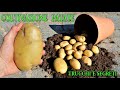 TRUCCHI E SEGRETI PER COLTIVARE PATATE , PATATOES FROM SCRAPS, POMMES, PAPAS