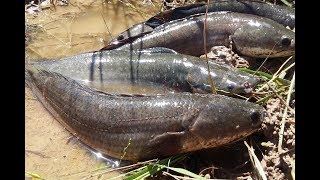Beautiful Girls Fishingtiny Fish Trap Catching Country Fish Using Plastic