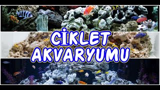 Karma Ci̇klet Ci̇chli̇d Akvaryumu Kuruyorum