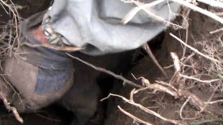 Patterdale Opossum Hunt Part 2