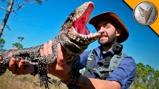 Reptilian Invaders in Florida!