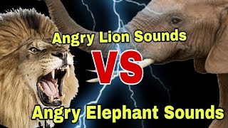 Scary Angry Elephant Sounds Vs Lions Sounds Fight