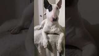 Bull Terrier Mas Hermosa Del Mundo Y Sus Locuras