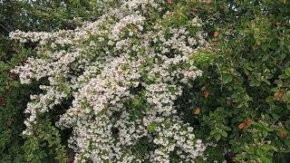 Avril, Kolwitzia Amabilis Ou Arbuste De Beauté