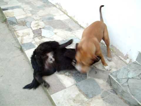 Qen+Sharri+vs+Pit+Bull Download image Qen Pastor Gjerman Vs Pitbull PC, Android, iPhone and ...
