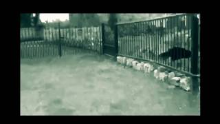 Watch Dolores Oriordan Put Me Down video