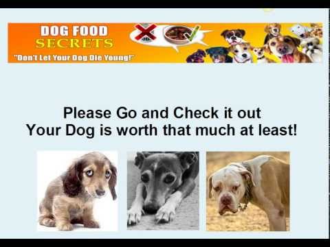 stomach problems in dogs stomach problems stomach problems in dogs stomach problems in dogs stomach problems stomach problems in dogs