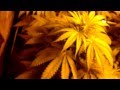 Week 2 Begins ! 2 weeks into flower of big bang 2012