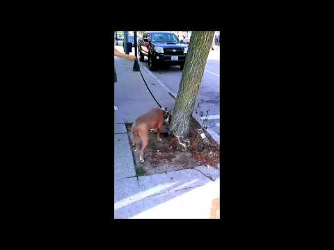 Veronica Lynn Pit Bull taking a walk captured w/ LG Optimus 7 video