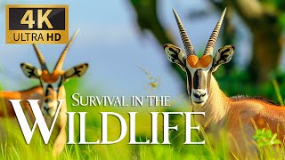 Survival In The Wildlife 4K 🐾 Epic Encounters Wild Creatures With Soft Relaxing Piano Music