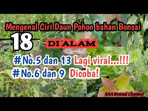 Ciri Ciri Daun Pohon Bahan Bonsai Di Hutan Liar