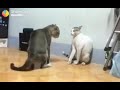 Funny cats Anpadh Hari se