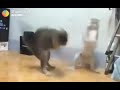 Funny cats Anpadh Hari se