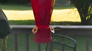 Music Video Of Ruby Throated Hummingbirds Using Htc Zoe Video With The Htc One.