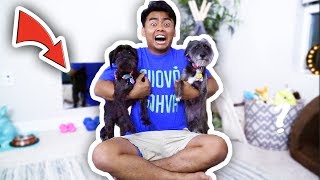 EXTREME DOG ROOM MAKEOVER! EXTREME DOG ROOM MAKEOVER!