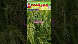 Lg90407 Hybrid Paddy Seeds