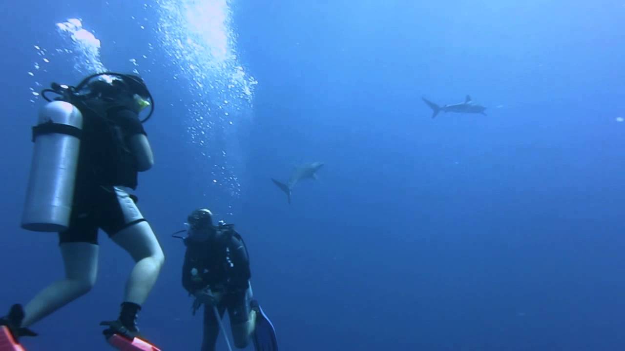 Bora Bora buceo, Polinesia Francesa Bora Bora buceo, Polinesia Francesa