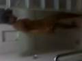tamal bañandose