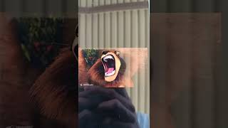 Madagascar 2005 Alexs Roar But Its Samson Roar