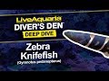 LiveAquaria® Diver’s Den® Deep Dive: Macana or Zebra Knifefish (Gymnotus pedanopterus)