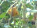 image Cewek Kampus Di Di Hutan