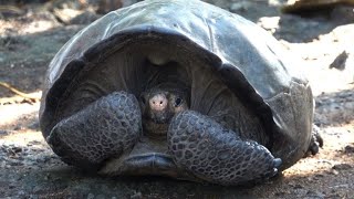 Tumnagel