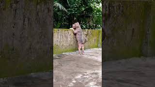 American Bully Pocket Muscle Dog