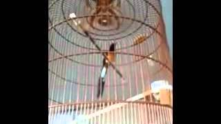 Burung Murai 2.5 Milyar