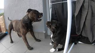 Puppies Doing Bad Dog Staffordshire Bull Terrier