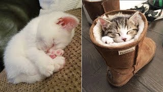 Cute Is Not Enough - Cute Kittens In The World Cutevn Animals