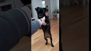 Our Patterdale Terrier Pup Bsl Estacado At 4 Months