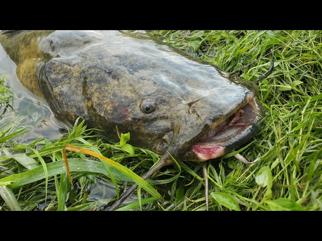 Watch My FAVORITE Way to Cook Flathead Catfish!! (River Camping) on YouTube.