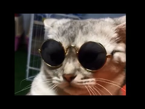China's Hottest Short Video Compilation/ Competent dog/ Funny Dogs and Cats/中国目前最火短视频合集/能干的狗狗/搞笑猫狗